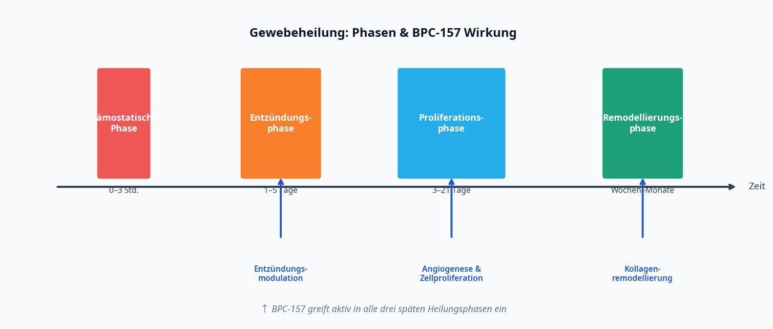 Gewebeheilung Phasen und BPC-157 Wirkung