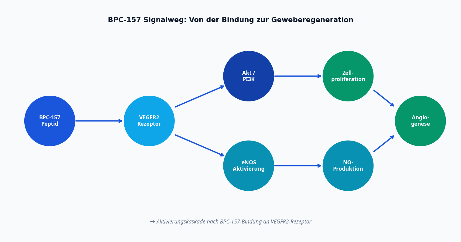 BPC-157 Signalweg: VEGFR2 → Angiogenese